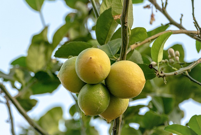 Citrontræets bæredygtige potentiale: Fremtidens grønne revolution?