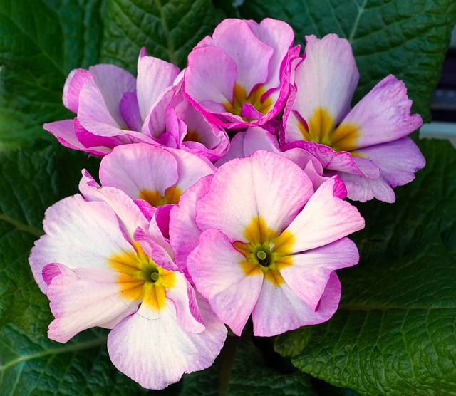 Den betagende skønhed: Opdag Primula-blomsternes farverige verden